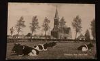 Oude ansichtkaart Hemelum, Ned. Herv. Kerk met koeien, Ophalen of Verzenden, 1920 tot 1940, Gelopen, Friesland