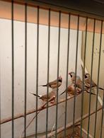 Spitstaartamadines tekoop, Dieren en Toebehoren, Vogels | Overige Vogels