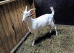 Witte bok, Dieren en Toebehoren, Schapen, Geiten en Varkens, Mannelijk, Geit