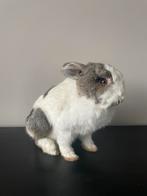 Gezocht: zoogdieren/knaagdieren voor taxidermie doeleinden, Dieren en Toebehoren, Knaagdieren, Cavia, Januari, Meerdere dieren