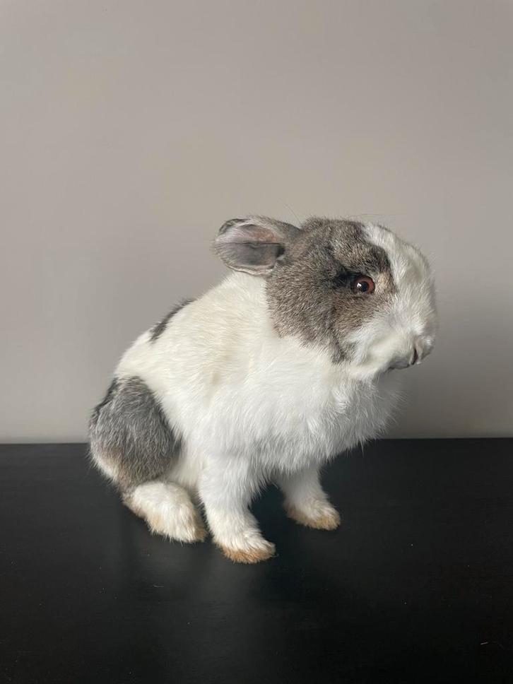 Gezocht: zoogdieren/knaagdieren voor taxidermie doeleinden, Dieren en Toebehoren, Knaagdieren, Meerdere dieren, Cavia, Januari