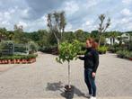 Vijgenboom / Vijgenbomen / Ficus carica in diverse maten, Tuin en Terras, Planten | Bomen, In pot, Zomer, Overige soorten, Volle zon