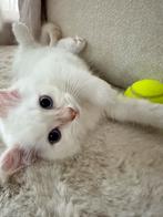 Ragdoll kitten zoekt een fijn en warm thuis, Kater, Ontwormd, 0 tot 2 jaar