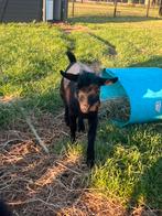 Lief bokje van mei dit jaar, met de hand groot gebracht, Dieren en Toebehoren, Schapen, Geiten en Varkens, Mannelijk, Geit, 0 tot 2 jaar