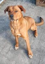 Rottweiler X Moskovitische waakhond, Teefje, 8 maanden, Dieren en Toebehoren, Honden | Niet-rashonden, 15 weken tot 1 jaar, CDV (hondenziekte)