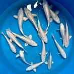 HQ Platina Ogon 12-18cm, Dieren en Toebehoren, Karper of Koi