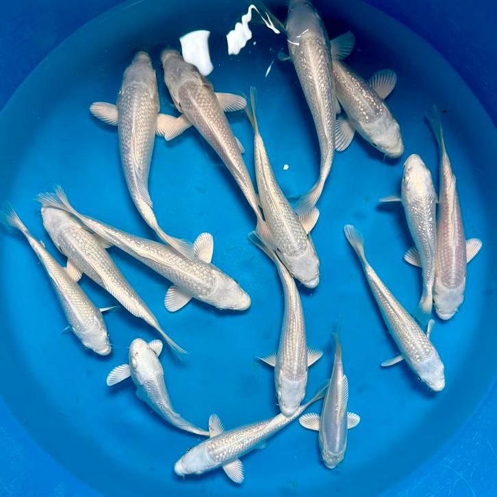 HQ Platina Ogon 12-18cm, Dieren en Toebehoren, Vissen | Vijvervissen, Karper of Koi