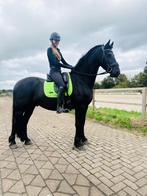 Kwalitatief goede Friese merries en hengsten/ruinen, Dieren en Toebehoren, Paarden, Gechipt, Dressuurpaard, 3 tot 6 jaar, L