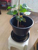 Bodhi plant, Ophalen