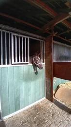 Fijne winterstalling voor paarden te huur, Dieren en Toebehoren, Stalling en Weidegang, Stalling, 4 paarden of pony's of meer