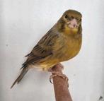 Kanarie man, Dieren en Toebehoren, Vogels | Kanaries, Mannelijk, Kleurkanarie