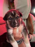Siberische husky pups met FCI stamboom, Dieren en Toebehoren, Nederland, Reu, CDV (hondenziekte), 8 tot 15 weken