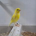 Jonge kanaries, Dieren en Toebehoren, Vogels | Kanaries, Mannelijk, Kleurkanarie