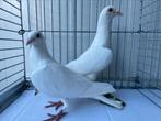 Koppel Witte Postduiven, Dieren en Toebehoren, Vogels | Duiven, Meerdere dieren, Postduif