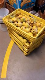 Verse Kweepeer per Kilo, Ophalen of Verzenden