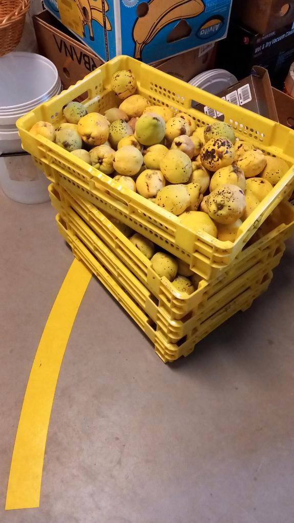 Verse Kweepeer per Kilo, Diversen, Levensmiddelen, Ophalen of Verzenden