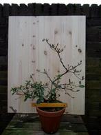 bonsai Satsuki azalea Kinpai, In pot, Minder dan 100 cm, Lente, Overige soorten