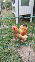 Aangeboden cochin haan, Dieren en Toebehoren, Pluimvee, Mannelijk, Kip