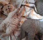 🐈‍⬛ | Raszuivere | Blauw Britse Korthaar | Kittens | 🐈‍⬛, Dieren en Toebehoren, Katten en Kittens | Raskatten | Korthaar, Meerdere dieren