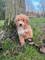 Mini labradoodle pups, Overige rassen, 8 tot 15 weken, Meerdere, Meerdere dieren