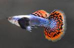 Nieuw binnen!!! guppen red mosaic dumbo ear!!!, Dieren en Toebehoren, Vissen | Aquariumvissen, Vis, Zoetwatervis