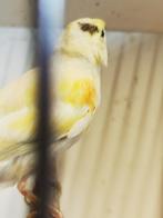 Kanarie, Dieren en Toebehoren, Geslacht onbekend, Kleurkanarie