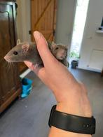 2 Dwergratjes, rittens, mannelijk, ratjes., Dieren en Toebehoren, Rat, Mannelijk, Juli, Tam