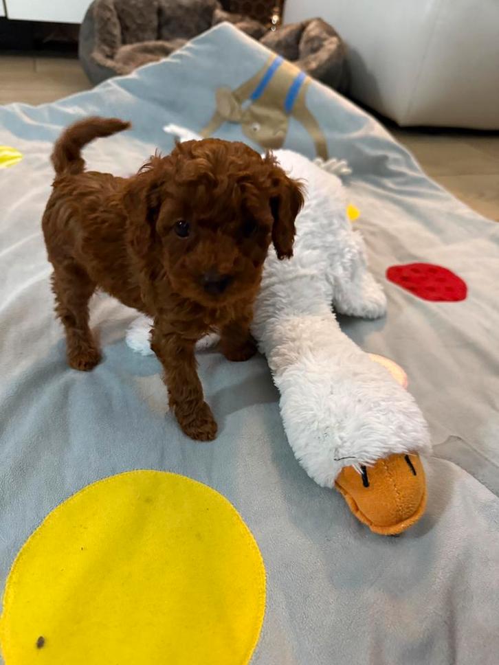 Toy poedel  reu 🐩🐩 🐩❣️ laatste reu red braun !!!, Dieren en Toebehoren, Honden | Chihuahua's en Gezelschapshonden, Reu, Poedel