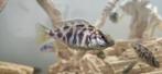 Nimbochromis venustus malawi cichlide 5-9 cm, Dieren en Toebehoren, Vissen | Aquariumvissen, Vis