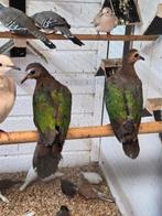 Groenvleugel duiven, Dieren en Toebehoren, Meerdere dieren, Overige soorten