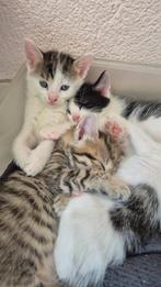 4 lieve kittens te koop, Dieren en Toebehoren, Katten en Kittens | Raskatten | Korthaar, Meerdere dieren, Met stamboom, 0 tot 2 jaar