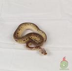 python regius black pewter clon, Slang, Tam, 0 tot 2 jaar
