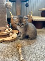 britse korthaar poesje te koop, Dieren en Toebehoren, Kater, Ontwormd