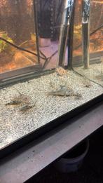 Corydora plateaus kweekgroep 8 stuks, Dieren en Toebehoren, Vissen | Aquariumvissen, Vis