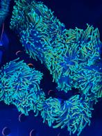 Toorts koraal - Euphyllia Glabrescens “dragon soul”, Overige typen, Zoutwatervis