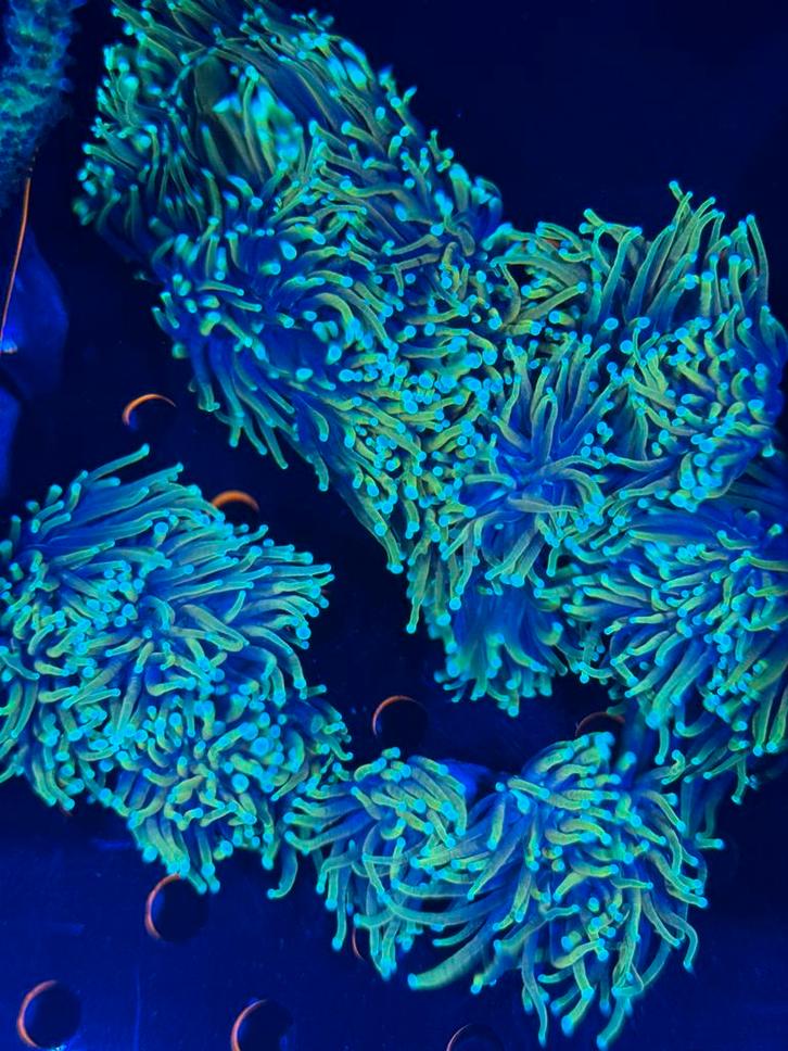 Toorts koraal - Euphyllia Glabrescens “dragon soul”, Dieren en Toebehoren, Vissen | Aquariumvissen, Zoutwatervis, Overige typen