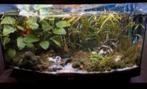 Aquariumplanten te koop, Dieren en Toebehoren, Vissen | Aquaria en Toebehoren, Ophalen of Verzenden, Plant(en), Steen of Hout