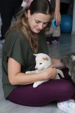 Shiba inu️, Dieren en Toebehoren, Fokker | Hobbymatig, Rabiës (hondsdolheid), 8 tot 15 weken, Buitenland