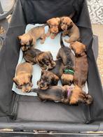 Te koop mooie ruwharige kaninchen en dwerg pups, Dieren en Toebehoren, CDV (hondenziekte), 8 tot 15 weken, Dwerg, Meerdere
