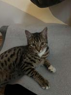 Lief bengaal kater 1 jaar oud, Dieren en Toebehoren, Kater, Kortharig, 0 tot 2 jaar