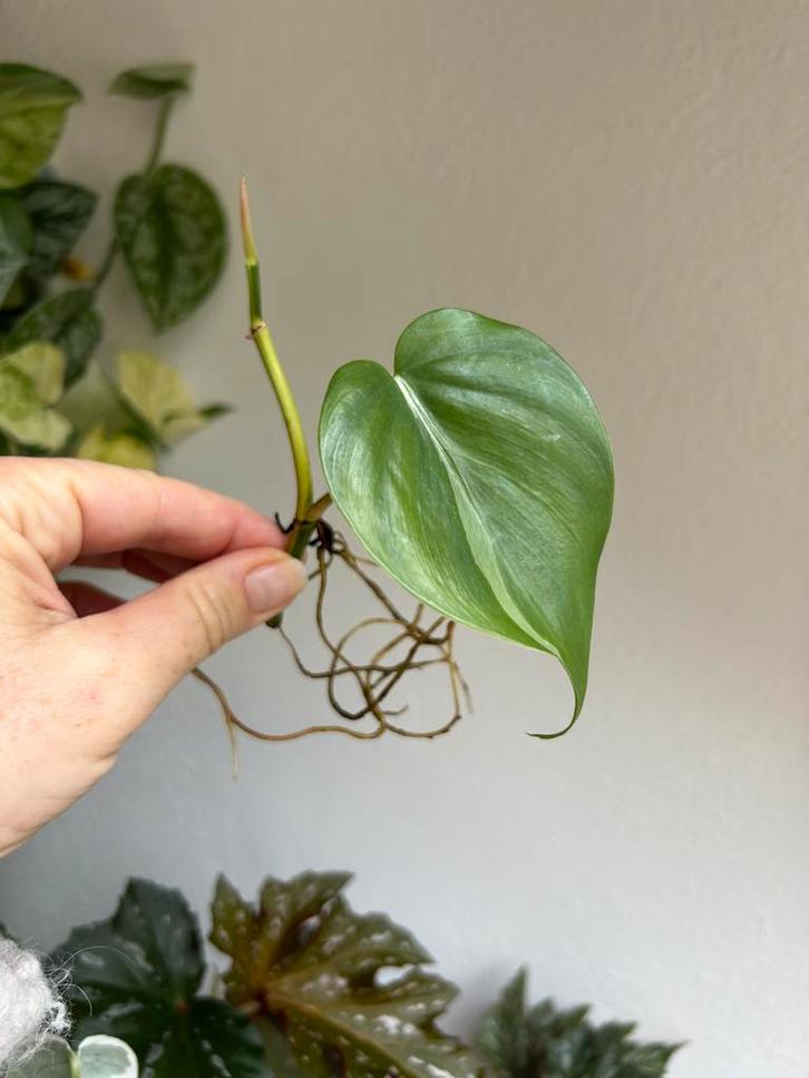 Philodendron silver stripe, (gewortelde) stekken, zie adv., Huis en Inrichting, Kamerplanten, Minder dan 100 cm, Halfschaduw, Ophalen of Verzenden