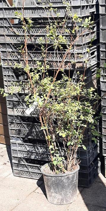 Spierstruik: Spiraea vanhouttei en Grefsheim beschikbaar voor biedingen