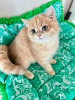 Kittens brits golden chinchilla’s, Meerdere dieren, Gechipt, 0 tot 2 jaar