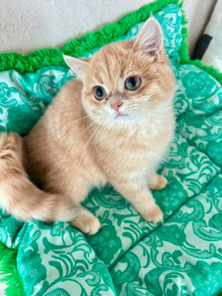 Kittens brits golden chinchilla’s, Dieren en Toebehoren, Katten en Kittens | Raskatten | Langhaar, Meerdere dieren, 0 tot 2 jaar