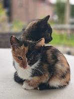 3 tamme kittens, 2 vrouwtjes, 1 zwart katertje. Geb. 1 aug., Dieren en Toebehoren, Katten en Kittens | Overige Katten, Meerdere dieren