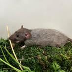 Tamme, lieve ratten ( man) rechtstreeks van de fokker, Rat, Mannelijk, Mei, Tam
