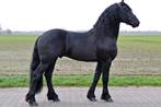 Gezocht ! Friese hengsten, Hengst