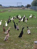 Loopeenden, Dieren en Toebehoren, Mannelijk, Eend