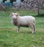 Mooie ouessant ram te huur, Dieren en Toebehoren, Schapen, Geiten en Varkens, Mannelijk, Schaap