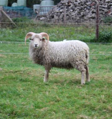 Mooie ouessant ram te huur beschikbaar voor biedingen